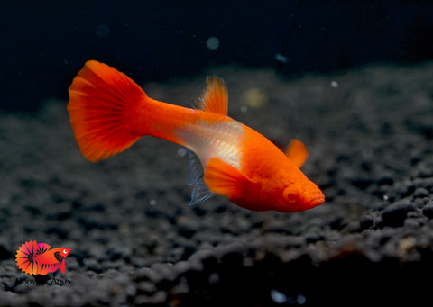 Koi Red Ear Albino Red Eyes Guppy