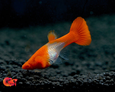 Koi Red Ear Albino Red Eyes Guppy