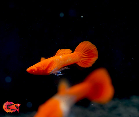 Koi Red Ear Albino Red Eyes Guppy