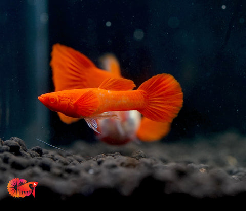 Koi Red Ear Albino Red Eyes Guppy