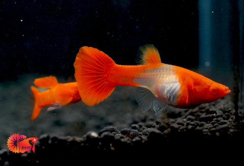 Koi Red Ear Albino Red Eyes Guppy