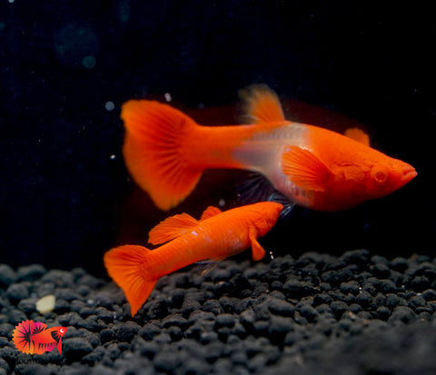 Koi Red Ear Albino Red Eyes Guppy