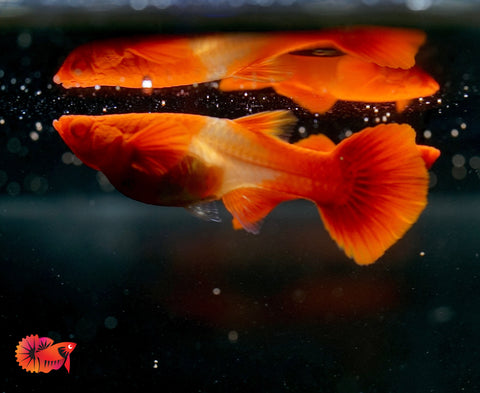 Koi Red Ear Albino Red Eyes Guppy