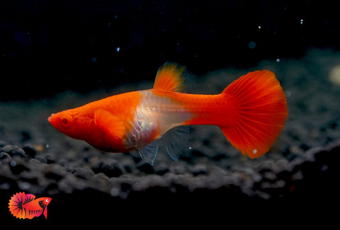 Koi Red Ear Albino Red Eyes Guppy