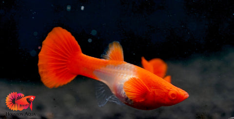 Koi Red Ear Albino Red Eyes Guppy