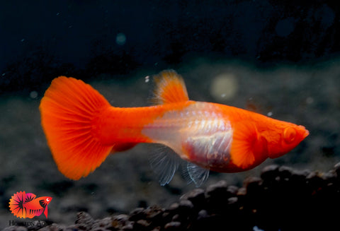 Koi Red Ear Albino Red Eyes Guppy