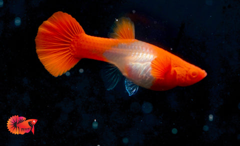 Koi Red Ear Albino Red Eyes Guppy