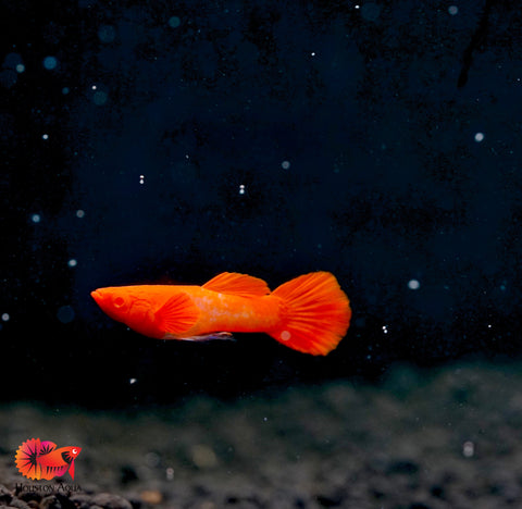 Koi Red Ear Albino Red Eyes Guppy