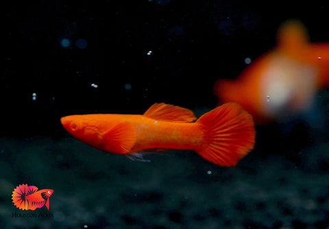 Koi Red Ear Albino Red Eyes Guppy