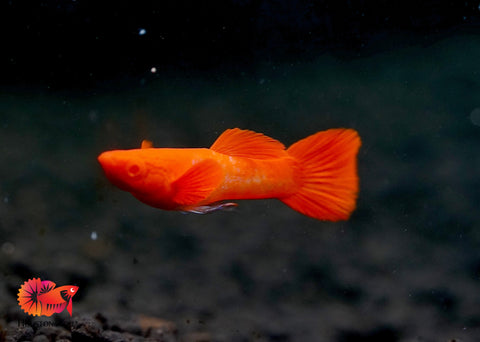 Koi Red Ear Albino Red Eyes Guppy