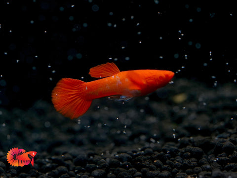 Koi Red Ear Albino Red Eyes Guppy