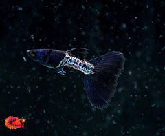Black Shining Metal Fancy Guppy