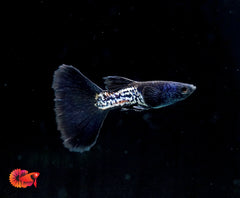 Black Shining Metal Fancy Guppy