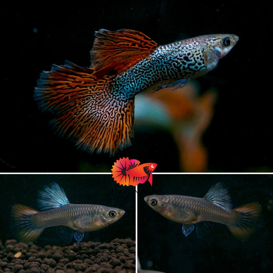Red Lace Metal Fancy Guppy