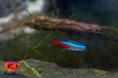 Neon Tetra