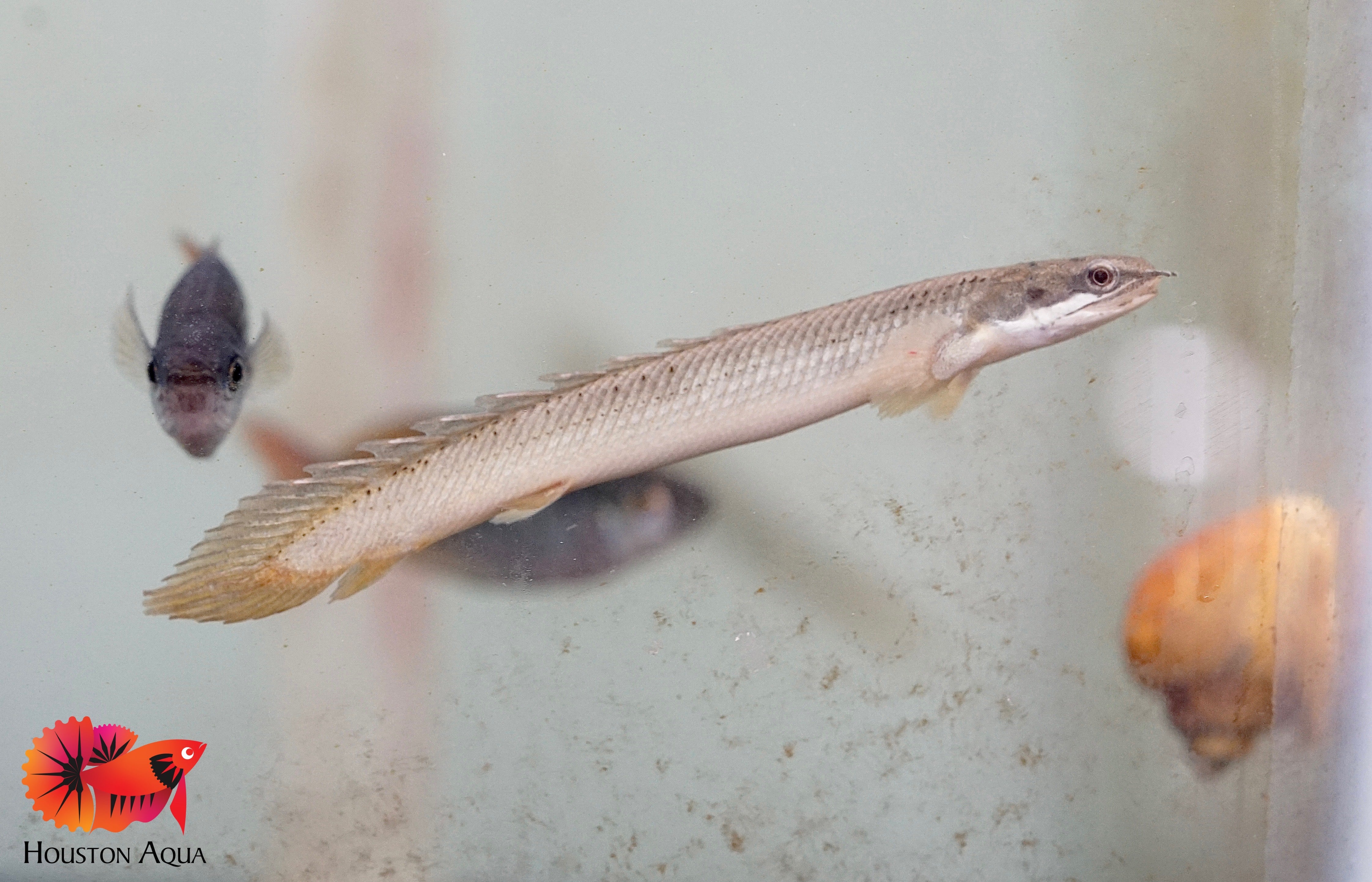 Senegal Bichir Fish Size 4 Houston Aqua