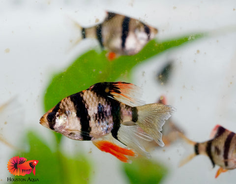 Long Fin Tiger Barb Fish