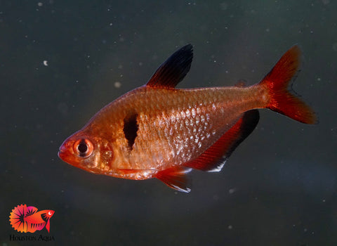 Serpae Tetra