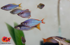 Neon Draft Rainbow Fish