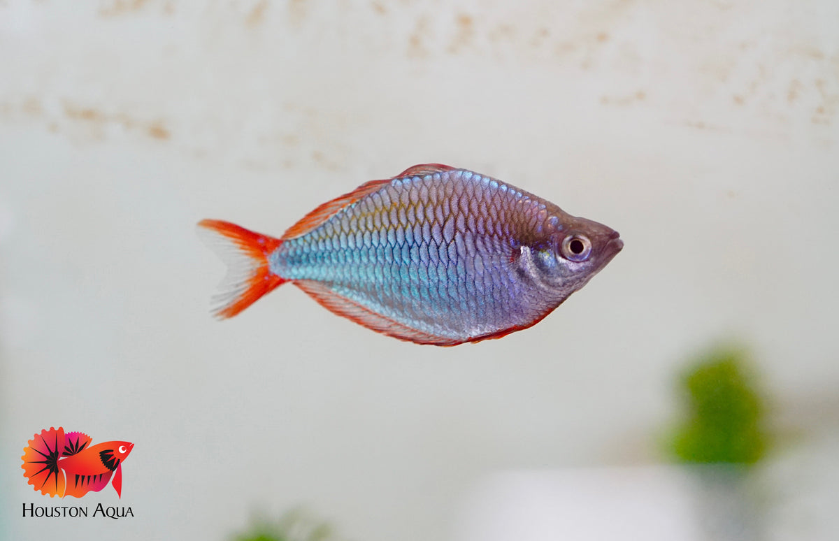 Neon Draft Rainbow Fish