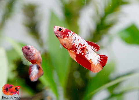 Sorority Aquatic Female Nemo Koi Betta (RANDOM PICK)