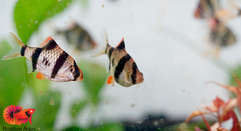 Tiger Barb Fish