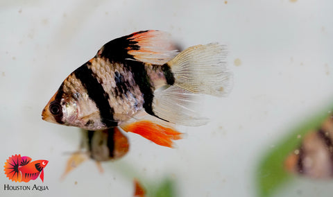 Long Fin Tiger Barb Fish