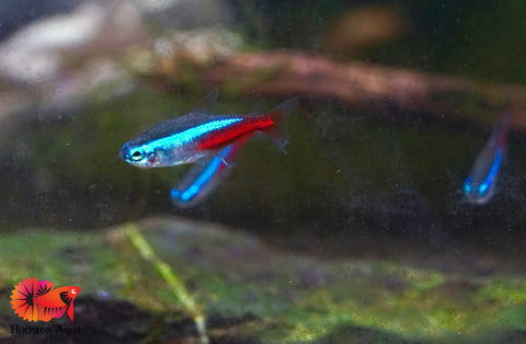 Neon Tetra