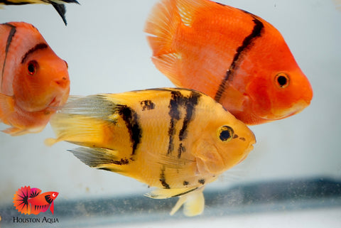 Yellow Tiger Parrot Cichlid - Size 3.5-4"