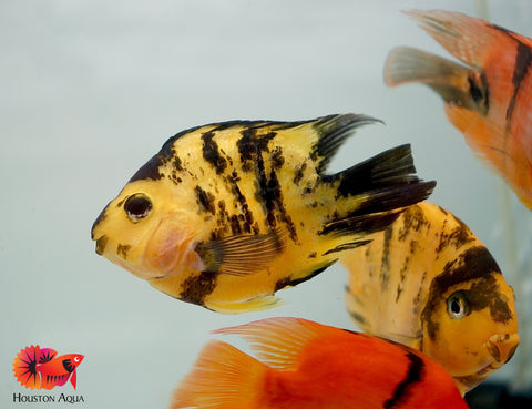 Yellow Tiger Parrot Cichlid - Size 3.5-4"