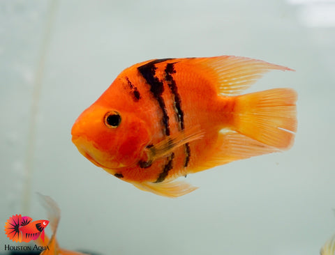 Red Tiger Blood Parrot Cichlid - Size 3.5-4"