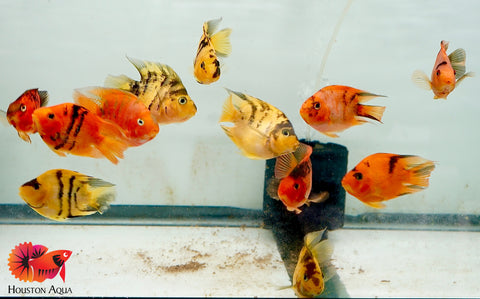 Yellow Tiger Parrot Cichlid - Size 3.5-4"