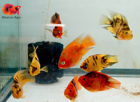 Yellow Tiger Parrot Cichlid - Size 3.5-4"