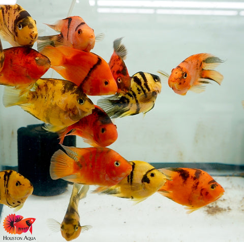 Yellow Tiger Parrot Cichlid - Size 3.5-4"