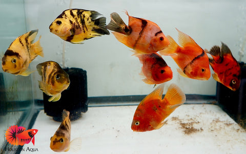 Yellow Tiger Parrot Cichlid - Size 3.5-4"