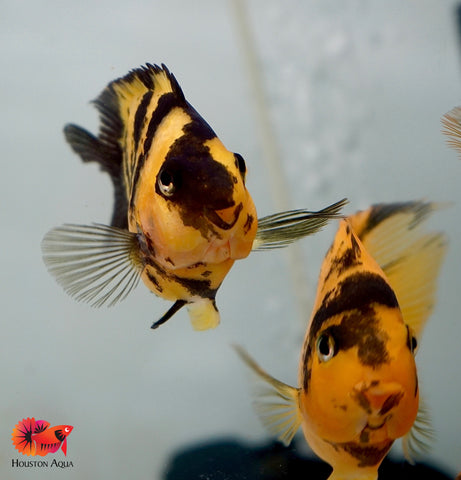 Yellow Tiger Parrot Cichlid - Size 3.5-4"