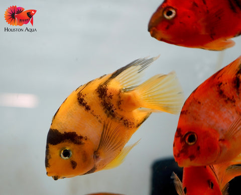 Yellow Tiger Parrot Cichlid - Size 3.5-4"