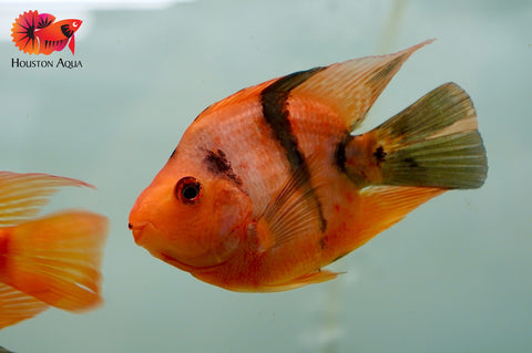 Red Tiger Blood Parrot Cichlid - Size 3.5-4"