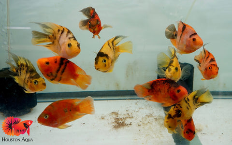 Red Tiger Blood Parrot Cichlid - Size 3.5-4"