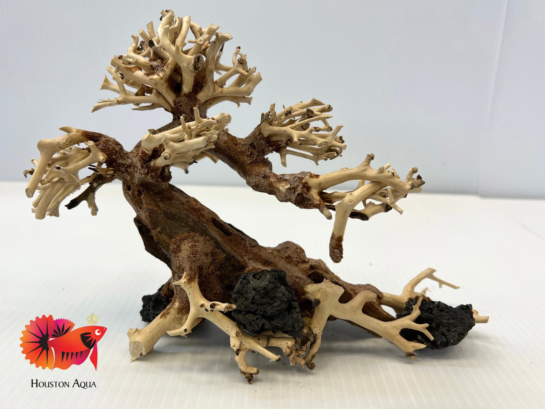 Bonsai Driftwood Houston Aqua