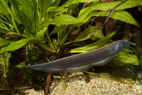 Elephant Nose Knife Fish