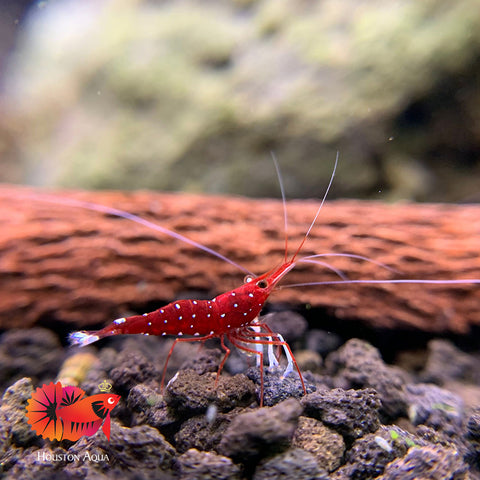 Sulawesi Cardinal Shrimp - Grade SSS++