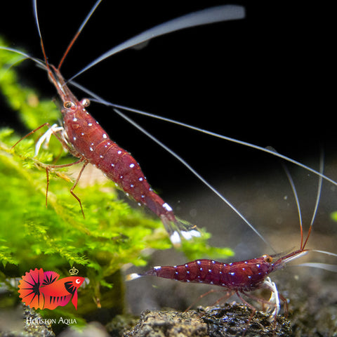 Sulawesi Cardinal Shrimp - Grade SSS++