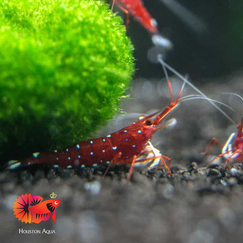 Sulawesi Cardinal Shrimp - Grade SSS++