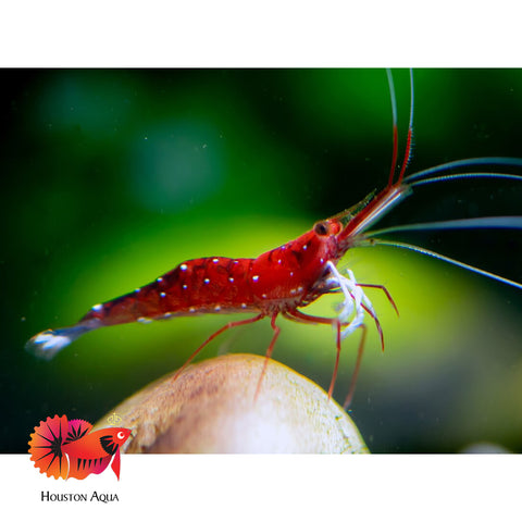 Sulawesi Cardinal Shrimp - Grade SSS++