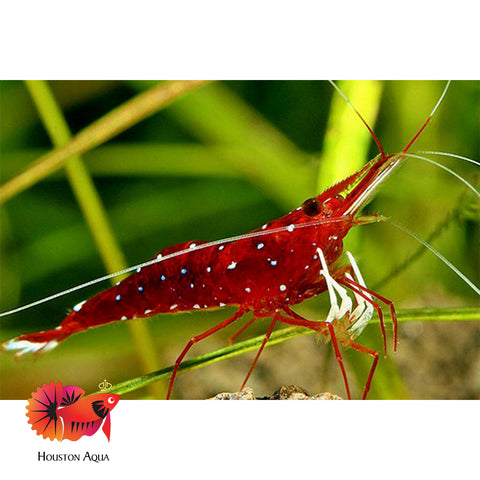 Sulawesi Cardinal Shrimp - Grade SSS++