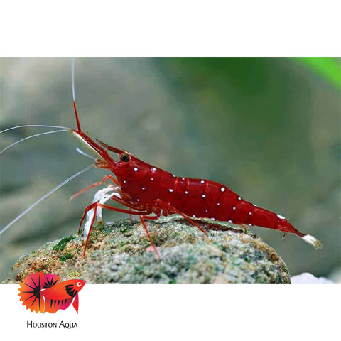 Sulawesi Cardinal Shrimp - Grade SSS++