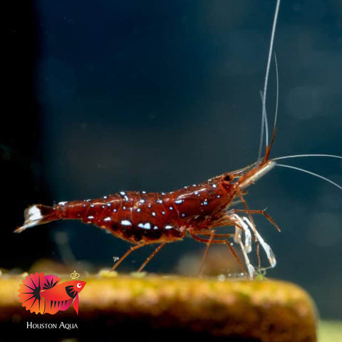 Sulawesi Cardinal Shrimp - Grade SSS++