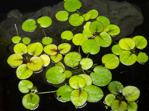 Frogbit "Tiger Striped"