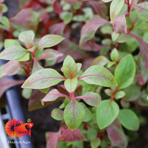 Alternanthera Red Broad Leaf